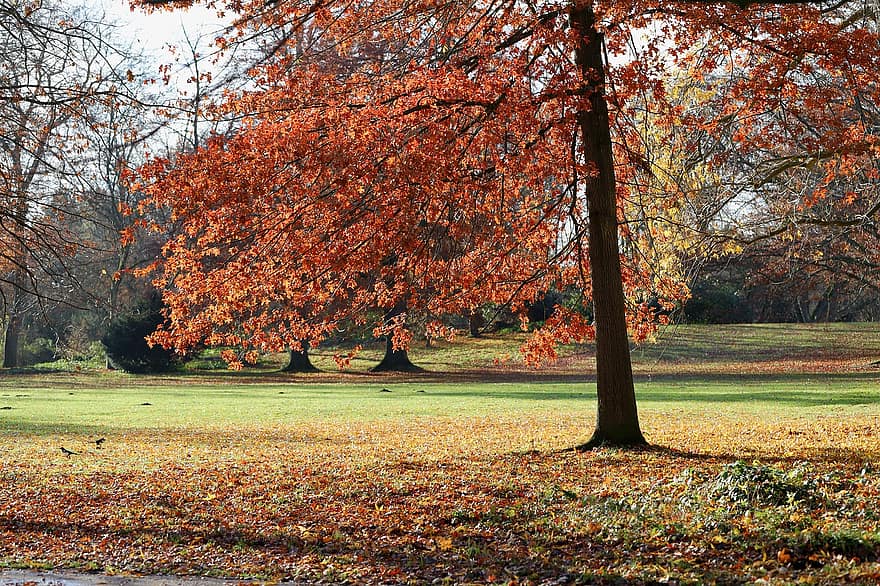 خريف ، منتزه ، ألوان الخريف ، طبيعة ، المناظر الطبيعيه ، parklandschaft ، شجرة