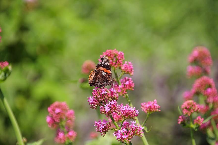 sommerfugl, admiral, blomster, pollinere, pollinering, rosa blomster, insekt, bevinget insekt, Lepidoptera, flora, fauna
