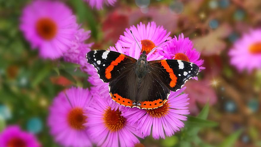 Red Admiral, Pink Flowers, Butterfly, Pollination, Insect, Nature, Flowers