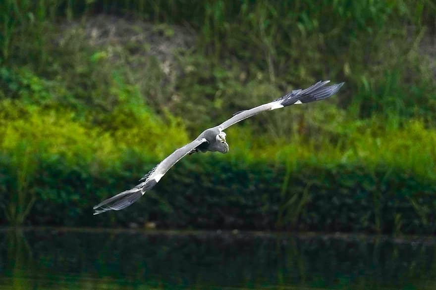 Common Heron, River, Bird, Animal, Republic Of Korea, Lake, Avian, beak, flying, seagull, animals in the wild