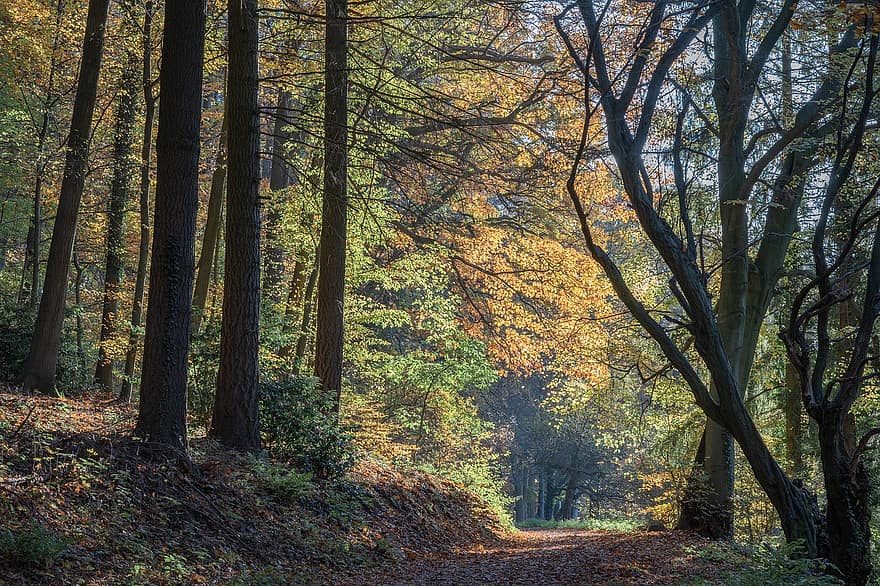 Forest, Forest Path, Trees, Autumn, Autumn Forest, Away, Light, Trail, Sun, Leaves, Mood