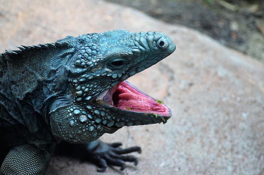 iguana azul, Grand Cayman Ground Iguana, Grand Cayman Blue Iguana, réptil, animal, safári, animais selvagens, natureza, zoologia