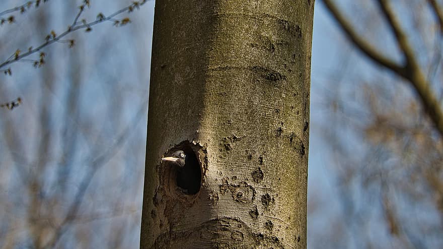 Black Woodpecker, Woodpecker, Nest Cavity, Bird, Beech