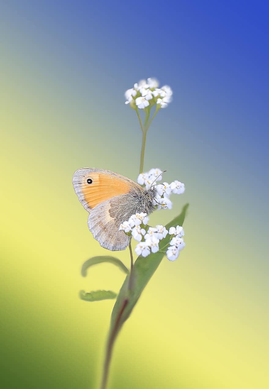 Butterfly, Insect, Pollination, Nature, Flowers, White Flowers, Lepidoptera
