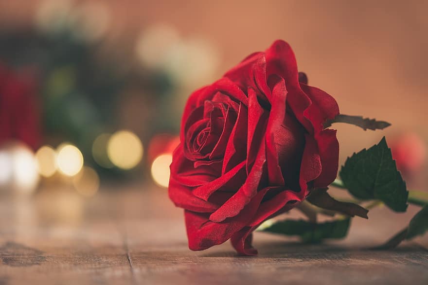 Róża, kwiat, cicha sympatia, czerwona róża, czerwony kwiat, kwitnąć, miłość, piękno, romans, romantyk, bokeh