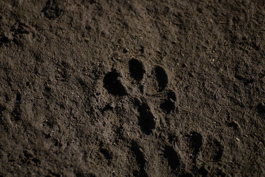 impronta animale, stampa del cane, orma di Zampa, natura, orma, sabbia, a piedi, modello, avvicinamento, traccia, impronta