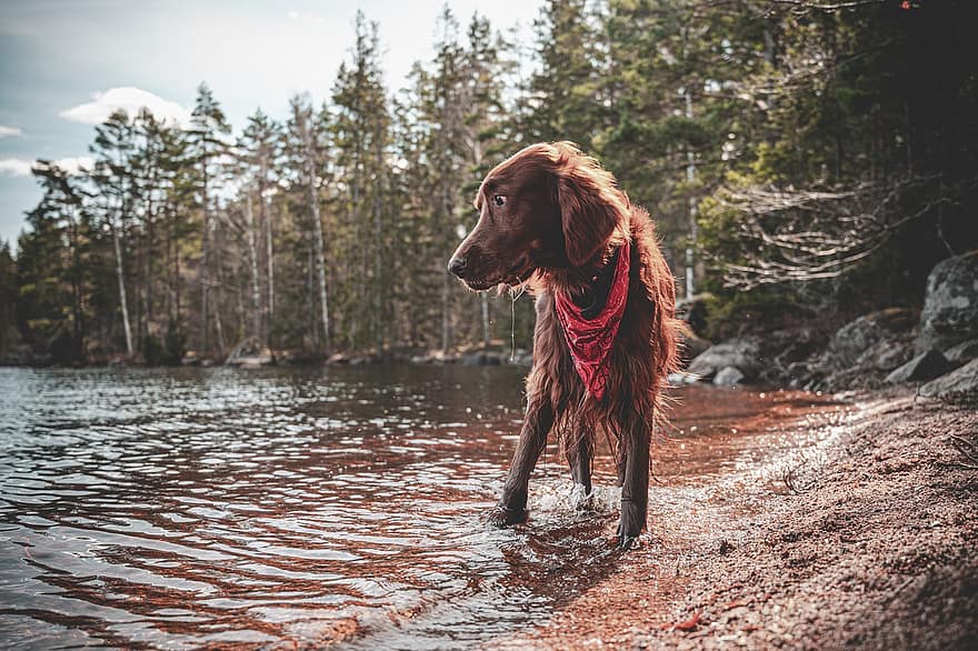 koira, huivi, järvi, metsä, asettaja, irlantilainen, lemmikit, koiran-, puhdasrotuinen koira, söpö, vesi