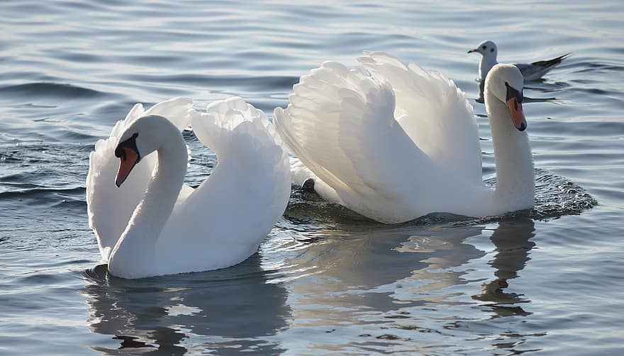 лебеди, двойка, пера, крила, езеро, вода, размисъл, Австрия