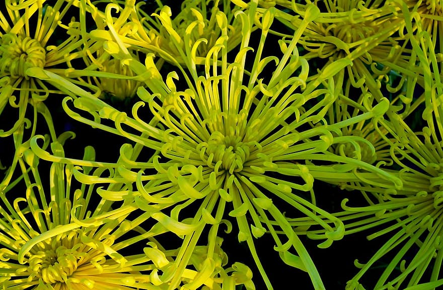 Chrysanthemums, Flowers, Plant, Yellow Flowers, Petals, Bloom, Nature, backgrounds, flower, pattern, abstract