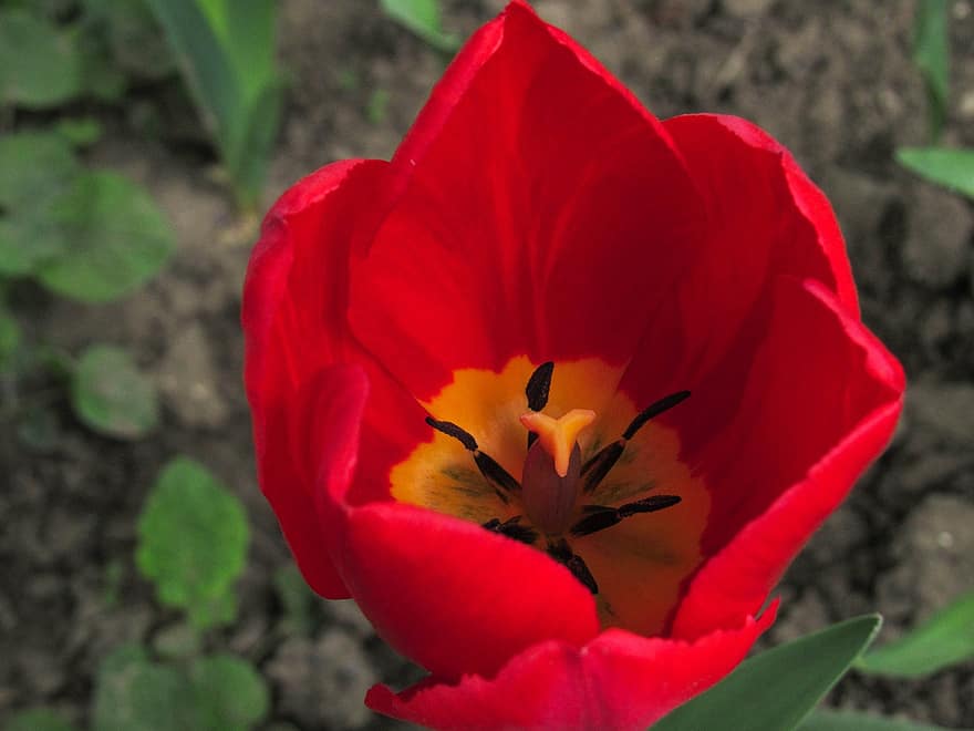 Tulpe, Blume, rote Blume, Blütenblätter, rote Blütenblätter, blühen, Pflanze, Flora, Natur, Nahansicht, Blütenblatt