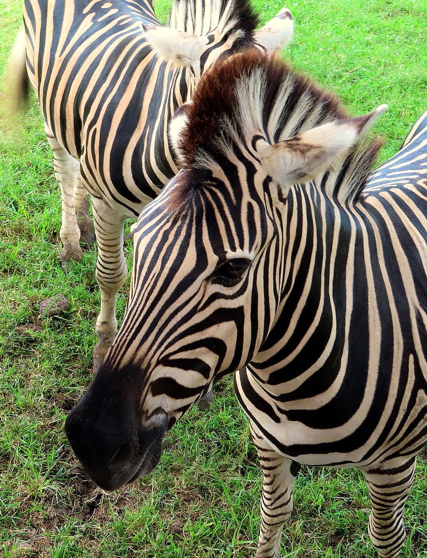 zebra, Afrika, dieren, hoefdieren, zoogdieren, savanne, safari, natuur, mauritius, gras, gestreept