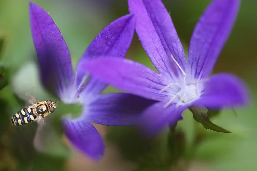 bellflower, hoverfly, kukaiņi, lidot, zieds, zied, violets, makro, tuvplāns, dārzs, raksturs