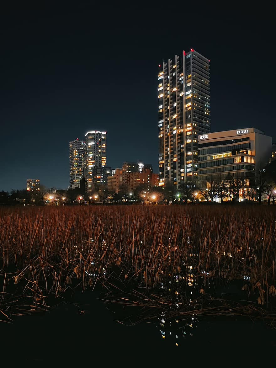 cidade, Shinobazu Pond, noite, Japão, lagoa, edifícios de apartamento, arquitetura, prédios, paisagem urbana, campo, grama