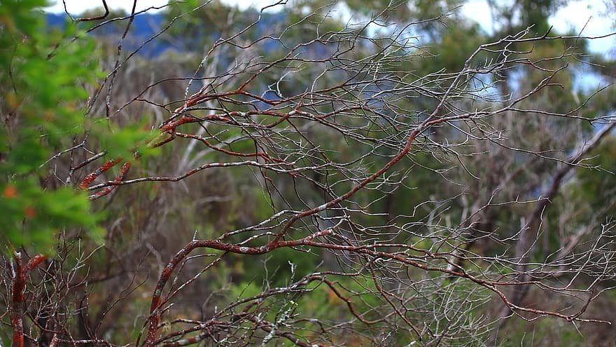 arbres, boscos, muntanyes, penya-segat, va caure, sydney, Austràlia