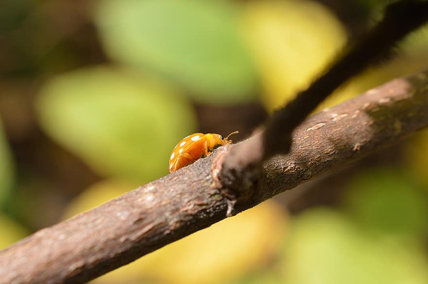 Ladybird Oranye, kumbang, cabang, kepik, serangga, hewan, alam, merapatkan, merangkak, kuning, coccinellidae