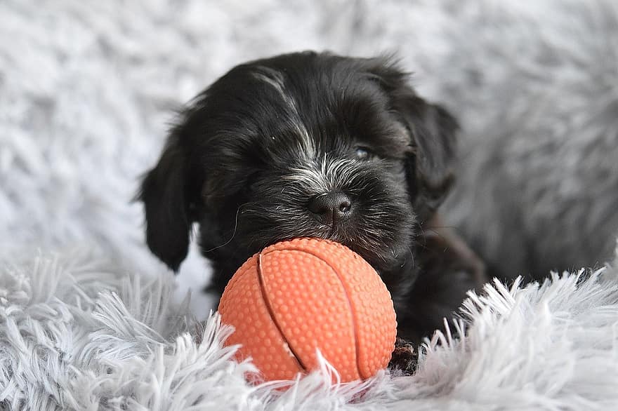 Pes, psí, havanese štěně, Štěně Tilou, štěně hrající míč, roztomilý, štěně, domácí mazlíčci, malý, čistokrevný pes, míč