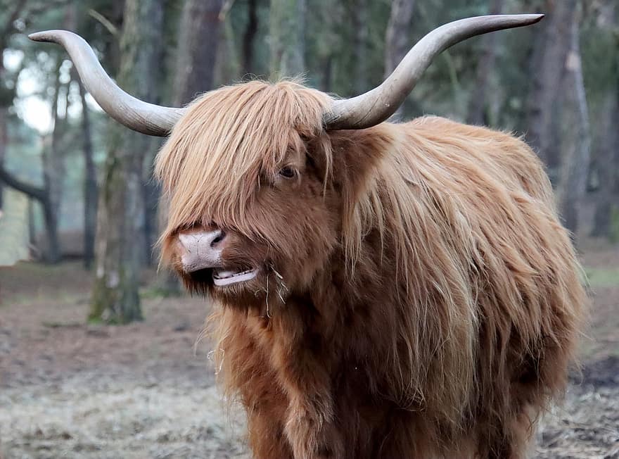 skotsk highlander, ku, kveg, horn, husdyr, langt hår, gård, dyr, natur, pattedyr, jordbruk
