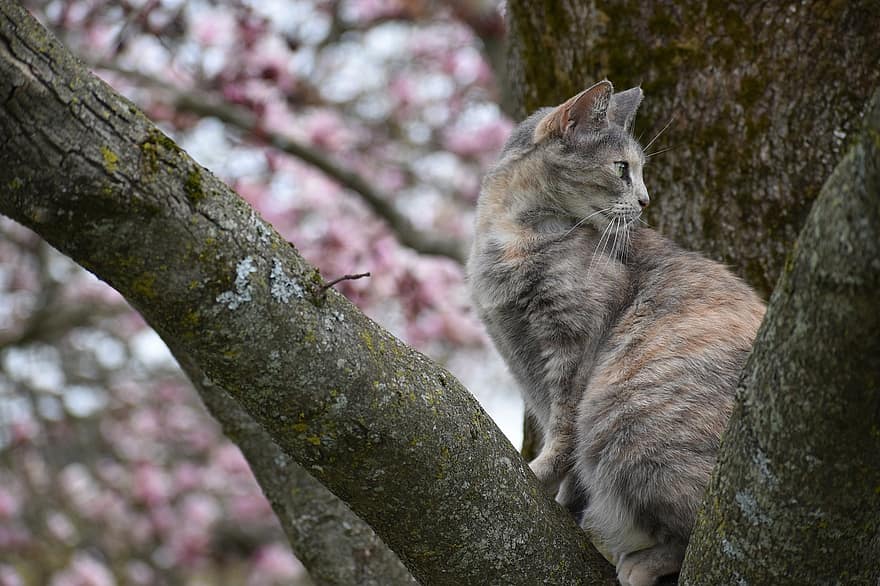 gato, árbol de magnolia, árbol, ramas, felino, mascota, nacional, Gato domestico, mamífero, animal, al aire libre