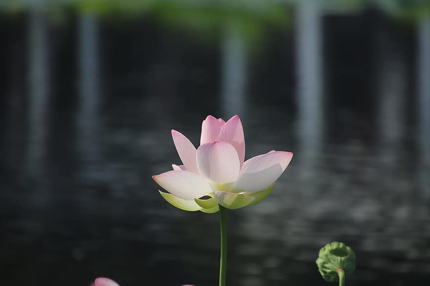 Lotus, Flower, Plant, Petals, Pink Petals, Water Lily, Bloom, Blossom, Blooming, Aquatic Plant, Flora