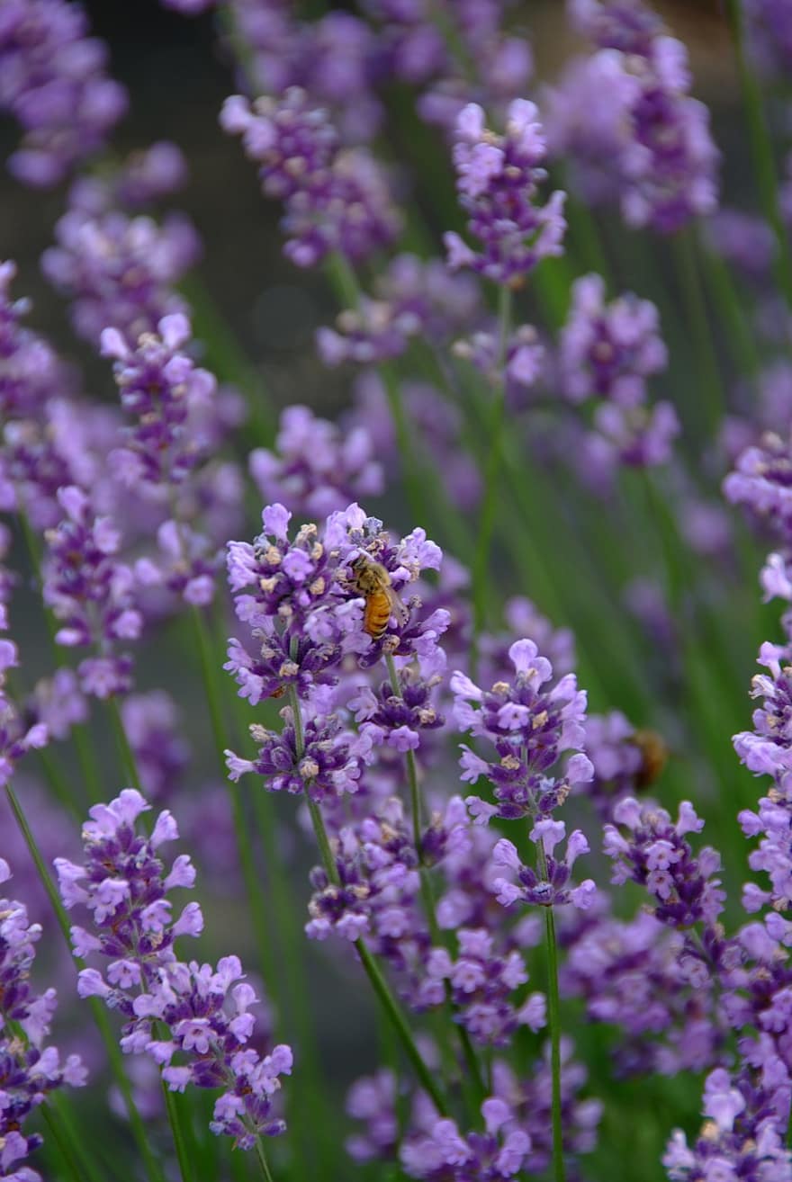 lavender, alam, bunga-bunga, lebah, tanaman, ungu, violet, serangga, pemandangan