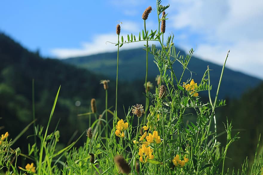 flores alpinas, Prado, flores silvestres, Alpes, flores, natureza, panorama, montanhas, verão, grama, cor verde