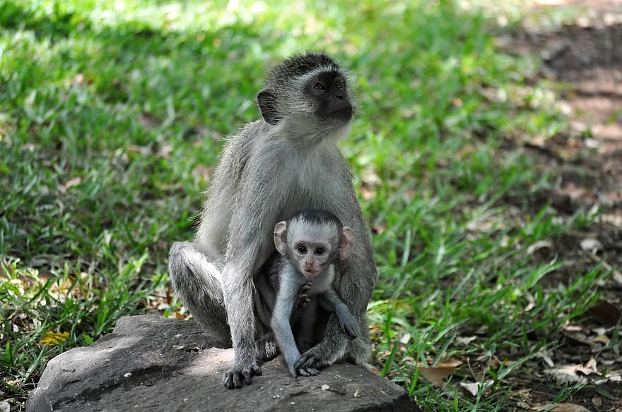 beždžionių, kūdikių beždžionė, safari, vervetinės beždžionės, gyvūnams, žinduolių, primatas, laukinės gamtos, dykumoje, pobūdį, Afrika