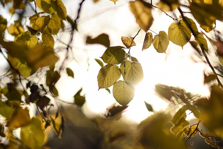 листья, природа, осень, липа