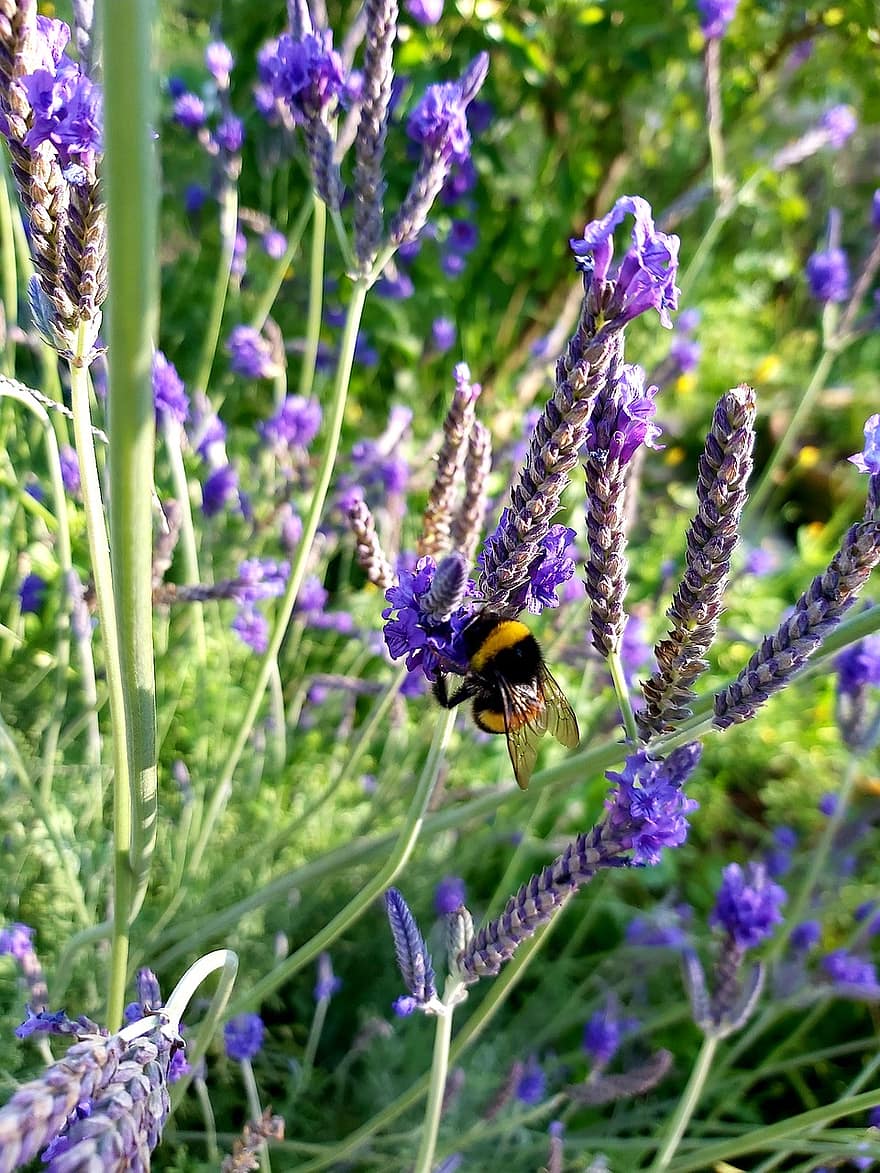 bunga, lebah, penyerbukan, serangga, ilmu serangga, ungu, alam
