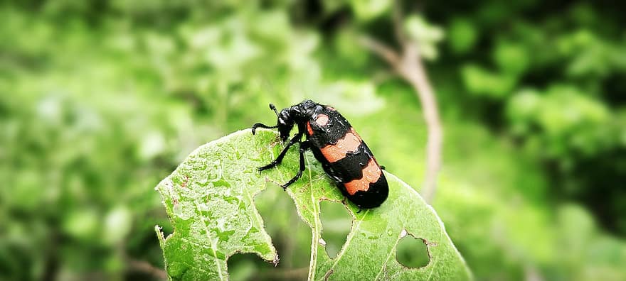escarabajo, insecto, hoja, plantas, antenas, entomología, fauna, naturaleza, mariquita, escarabajos