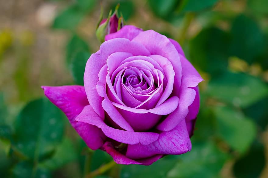 Rose, Flower, Plant, Spring, Purple Rose, Purple Flower, Petals, Bloom, Spring Flower, Nature, close-up