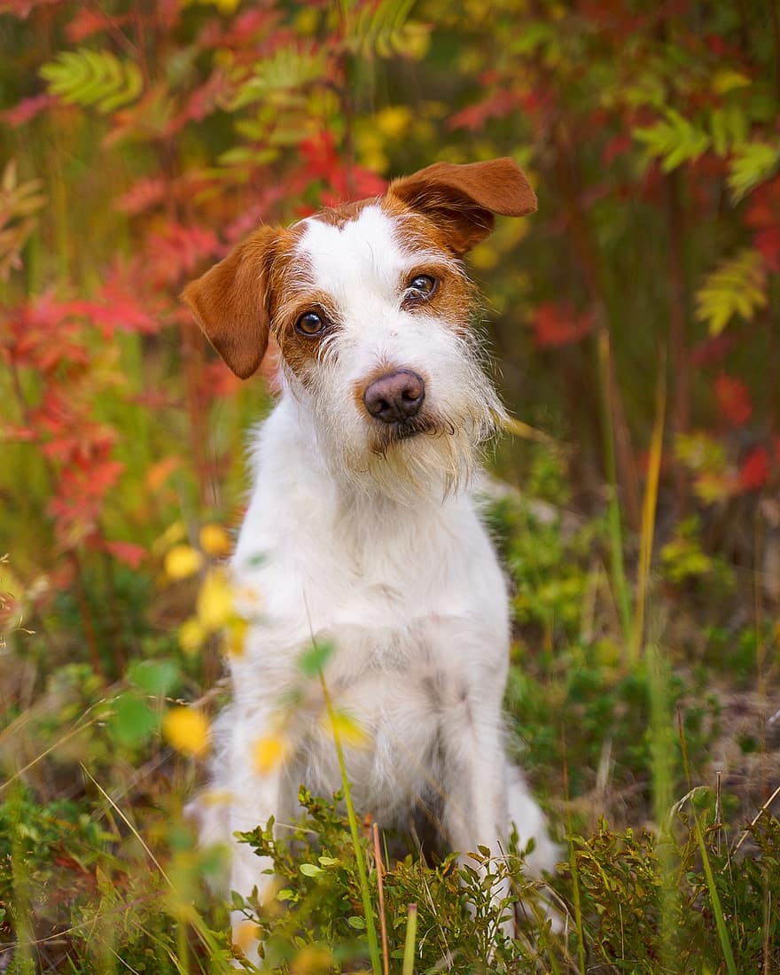chien, Kromfohrlander, chien de compagnie, race de chien, animal de compagnie, l'automne, la nature, portrait d'animal