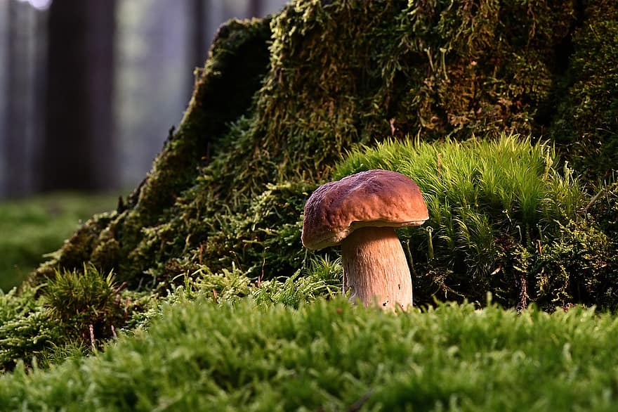 houba, mykologie, Příroda, les, lesní podlaha, jídlo, podzim, detail, svěžest, jedlá houba, rostlina