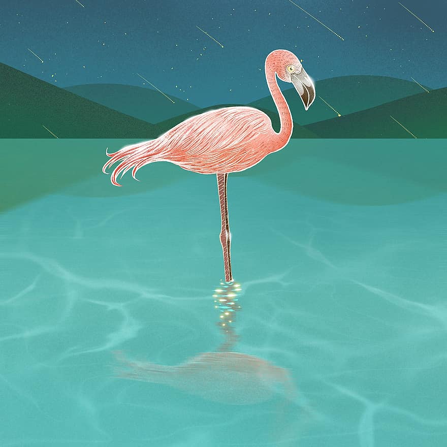 flamingas, ežeras, naktis, Krentančios žvaigždės, paukštis, wader, gyvūnas, laukinės gamtos, snapas, sąskaitą, plunksnos