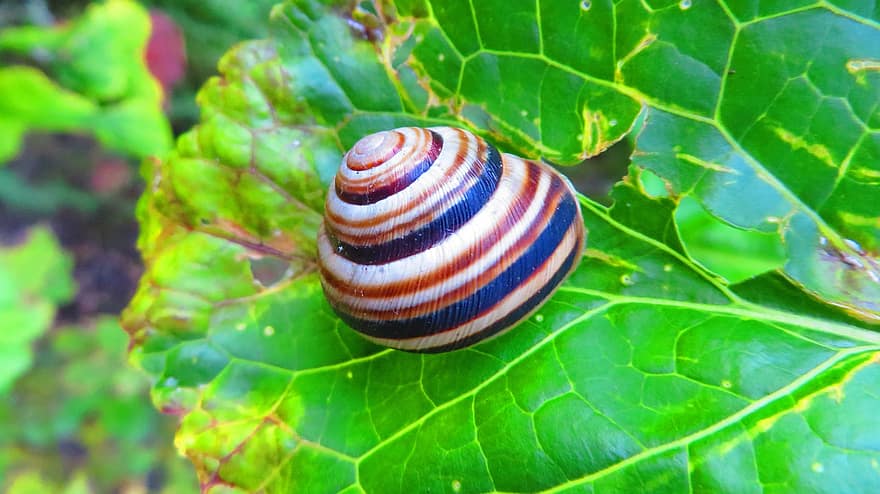 Snail, Pimp Moderator, Animal, Nature, Forest, Plants, Flora, Molluscum, close-up, green color, macro