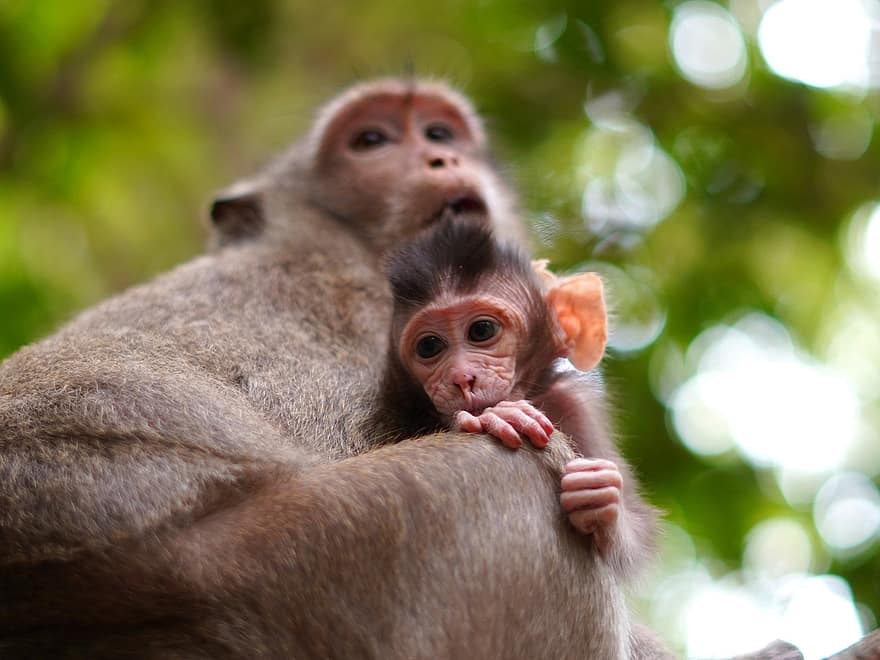 maymun, bebek maymun, anne, hayvanlar, primatlar, bebek hayvanı, yaban hayatı, başpiskopos, sevimli, küçük, genç hayvan
