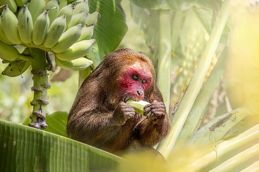 singe, macaque à queue tronquée, primate, mammifère, faune, sauvage, animal sauvage, forêt, macaca arctoides, en plein air, banane