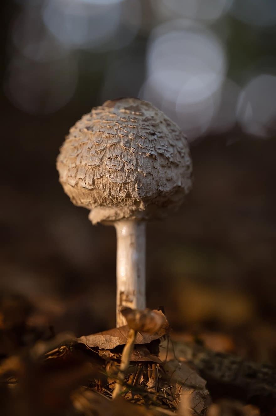 mushroom, fungus, forest, close-up, autumn, uncultivated, macro, plant, season, toadstool, edible mushroom