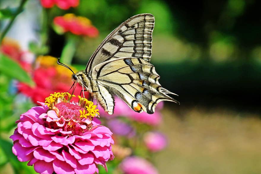 borboleta, inseto, flor, rabo de andorinha do velho mundo, zínia, rainha paż, asas, plantar, jardim, natureza