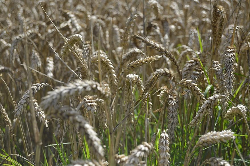 blé, champ de blé, agriculture, aliments, la nature, plante, champ, des céréales, grain, paysage, récolte