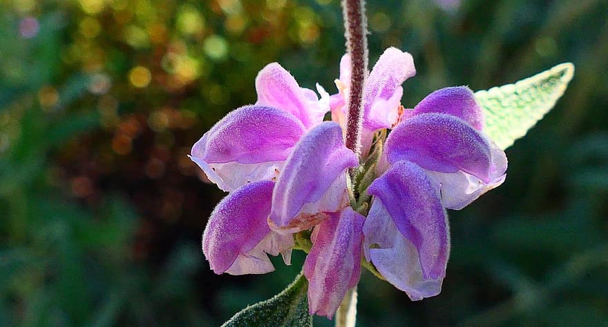 sauge violette de Jérusalem, fleur, fleur mauve, pétales, pétales violets, Floraison, flore, la nature