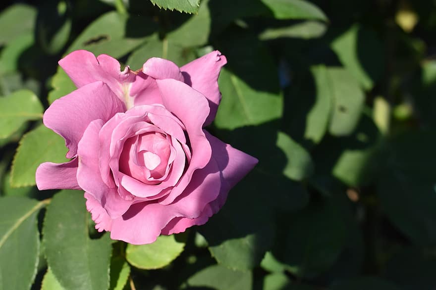 Роза, цветок, завод, розовая роза, розовый цветок, лепестки, цветение, листья, природа