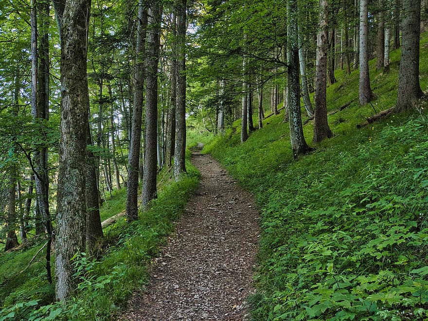 las, szlak, ścieżka, ścieżka przyrodnicza, leśna ścieżka, drzewa, trawy, gałęzie, ściółka
