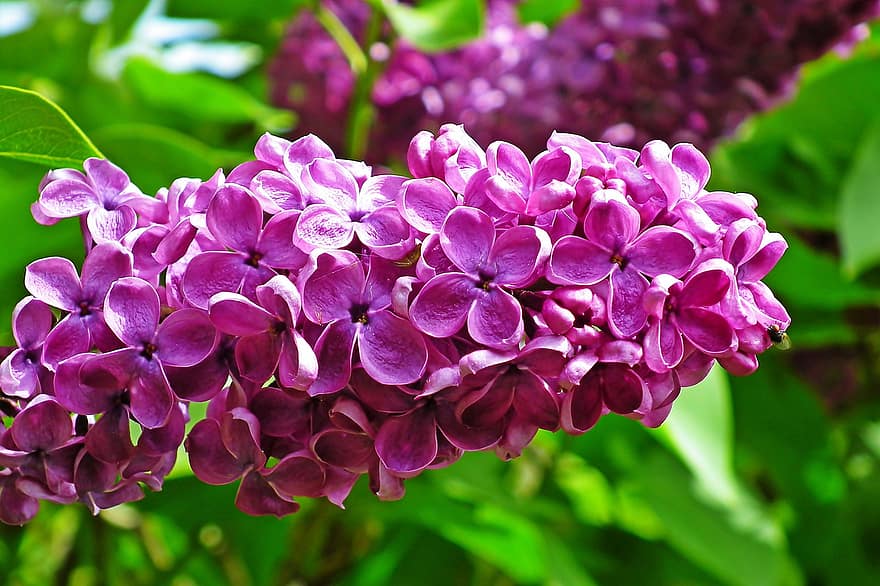 lila, Blumen, Pflanze, violette Blüten, Zweig, blühen, Buchse, Frühling, Garten, Natur