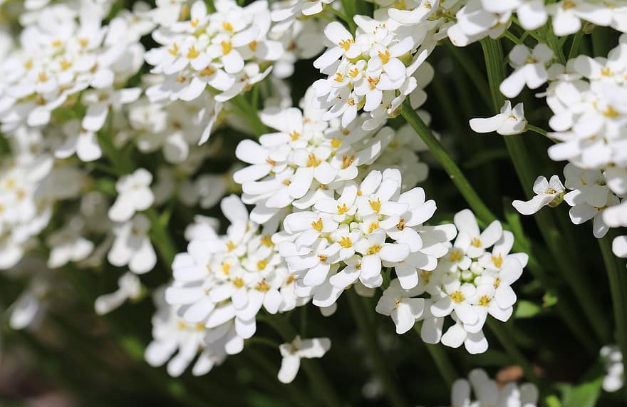 иберис, цветя, бели цветя, листенца, бели венчелистчета, разцвет, цвят, флора, растения, градина, природа
