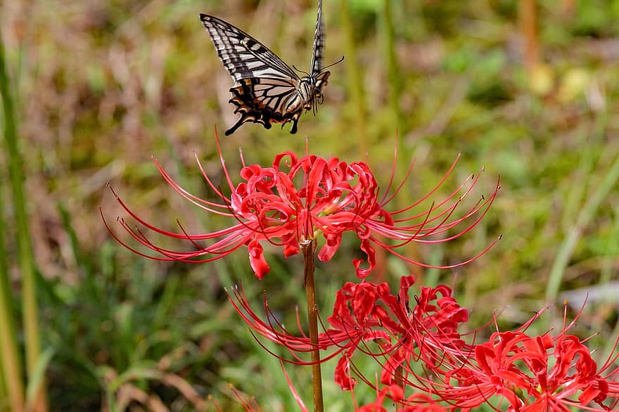 लाल मकड़ी लिली, तितली, फूल, कीट, पंखों वाले कीड़े, तितली के पंख, उछाल, खिलना, वनस्पति, पशुवर्ग, प्रकृति