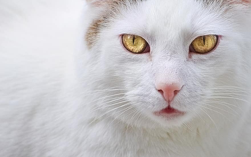 gato, animal, olhos, bigodes, cabeça, gato branco, doméstico, felino, mamífero, pele