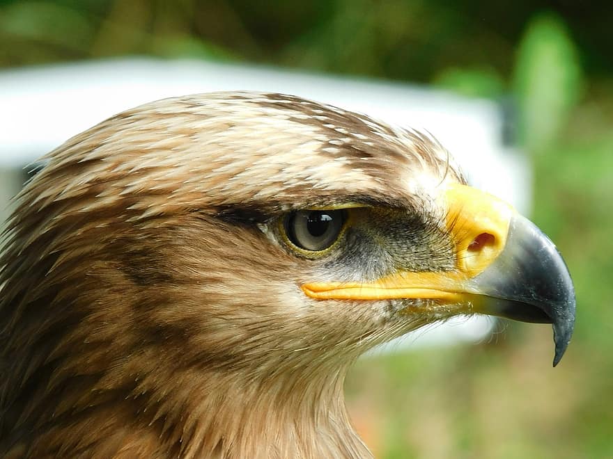 Eagle, Bird, Animal, Bird Of Prey, Feathers, Plumage, Beak, Bill, Bird Watching, Ornithology, Animal World