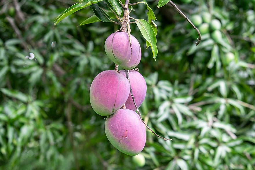 манго, урожай, здоровый, фрукты, органический, расти