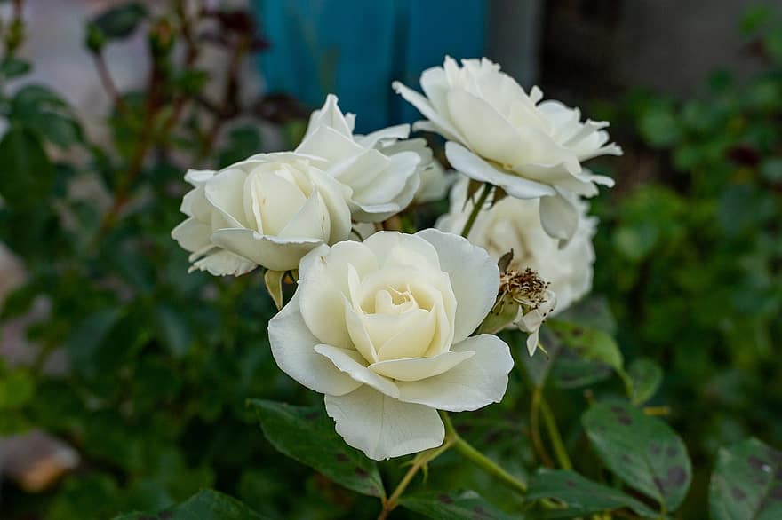 růže, bílé růže, bílé květy, květiny, Příroda, zahrada, rostlin