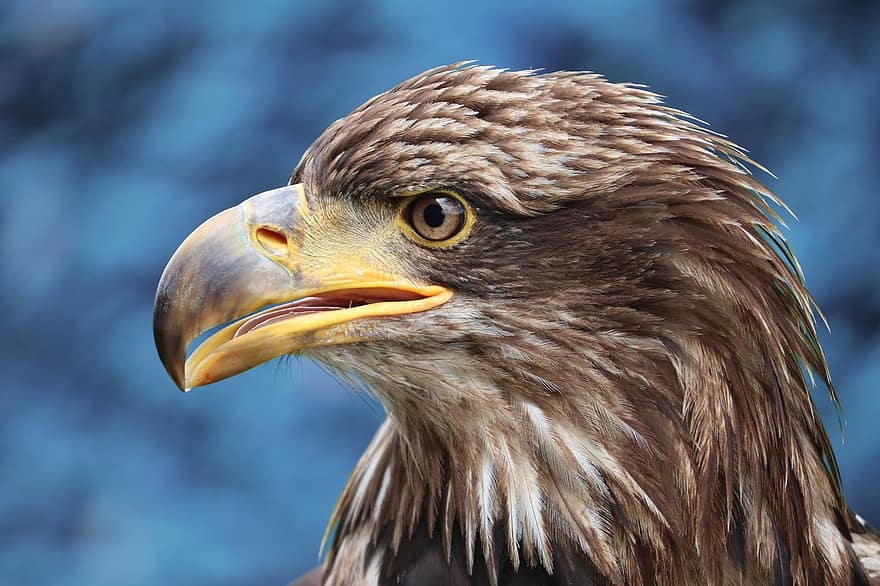 Golden Eagle, Eagle Head, Adler, Close Up, Portrait, Raptor, Bird Of Prey, Falconry, Bird, Animal Portrait, Predator